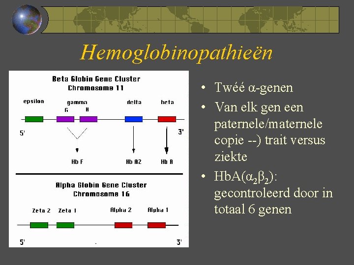 Hemoglobinopathieën • Twéé α-genen • Van elk gen een paternele/maternele copie --) trait versus