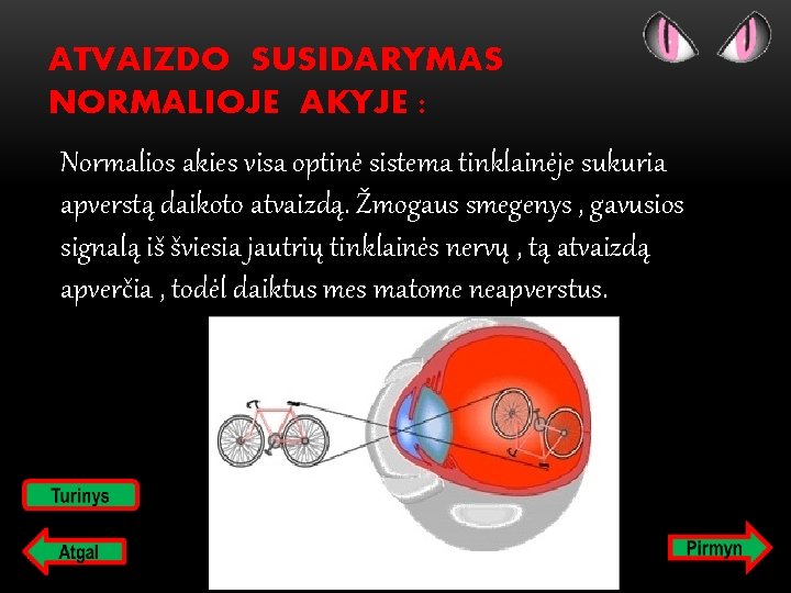 ATVAIZDO SUSIDARYMAS NORMALIOJE AKYJE : Normalios akies visa optinė sistema tinklainėje sukuria apverstą daikoto