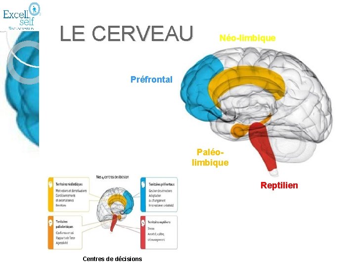 LE CERVEAU Néo-limbique Préfrontal Paléolimbique Reptilien Centres de décisions 