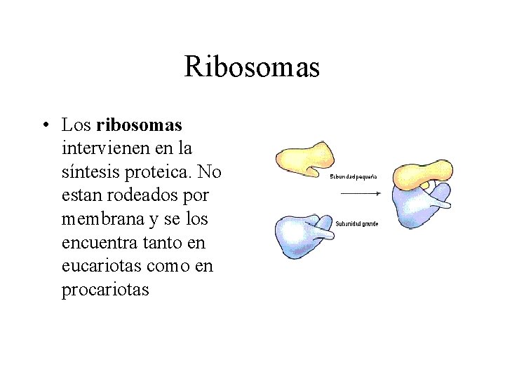 Ribosomas • Los ribosomas intervienen en la síntesis proteica. No estan rodeados por membrana
