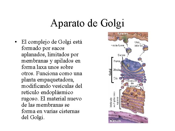 Aparato de Golgi • El complejo de Golgi está formado por sacos aplanados, limitados