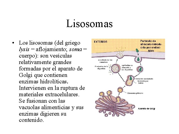 Lisosomas • Los lisosomas (del griego lysis = aflojamiento; soma = cuerpo): son vesículas