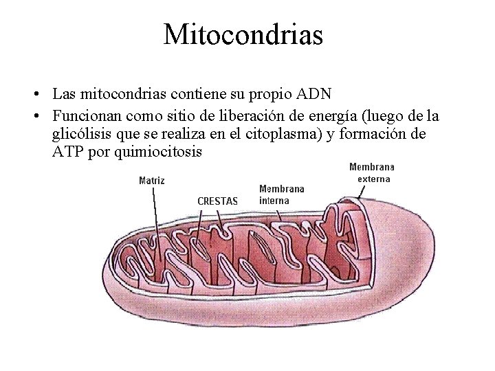Mitocondrias • Las mitocondrias contiene su propio ADN • Funcionan como sitio de liberación
