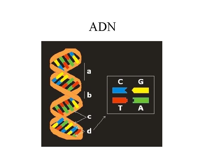 ADN 