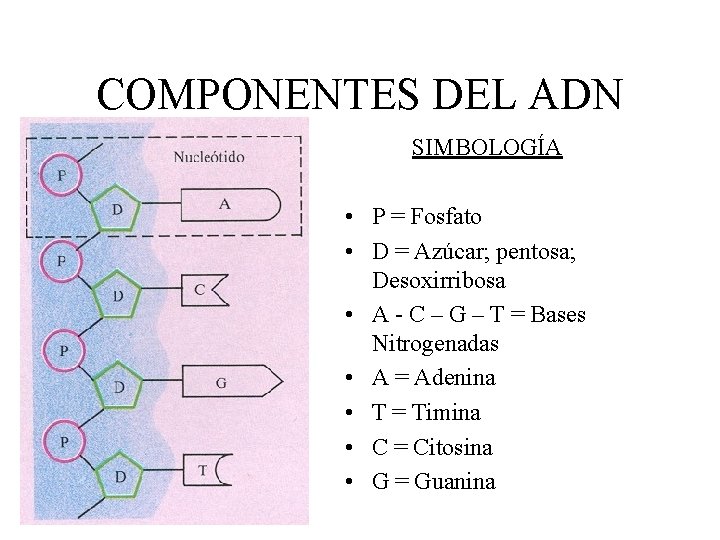 COMPONENTES DEL ADN SIMBOLOGÍA • P = Fosfato • D = Azúcar; pentosa; Desoxirribosa