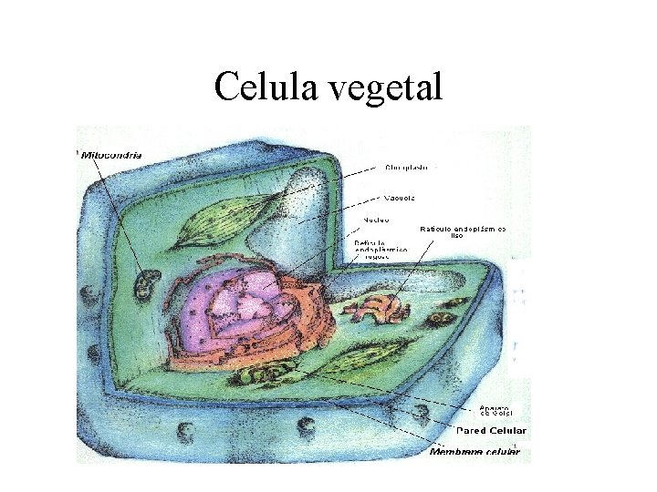 Celula vegetal 