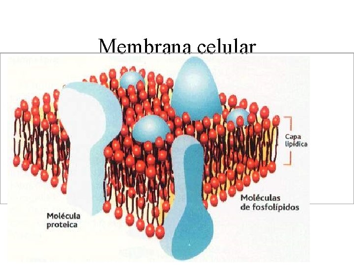  Membrana celular 