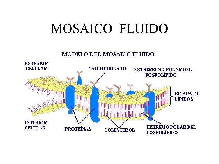 MOSAICO FLUIDO 