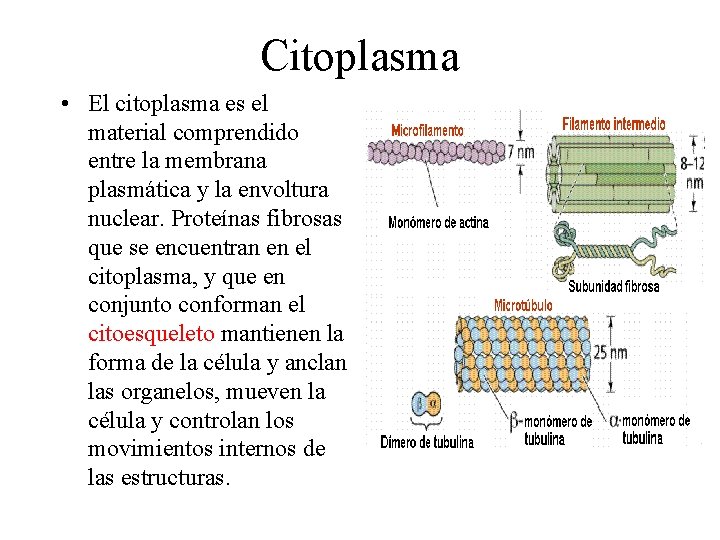 Citoplasma • El citoplasma es el material comprendido entre la membrana plasmática y la