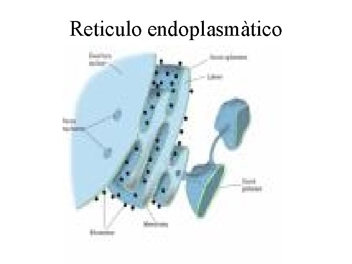 Reticulo endoplasmàtico 