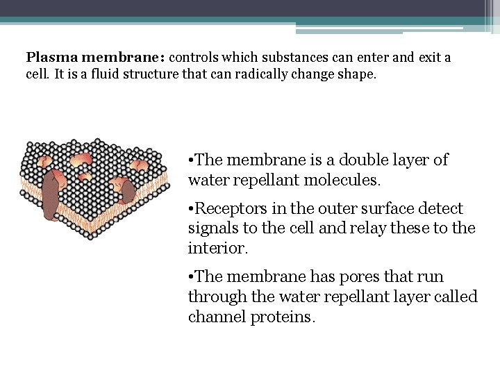 Plasma membrane: controls which substances can enter and exit a cell. It is a