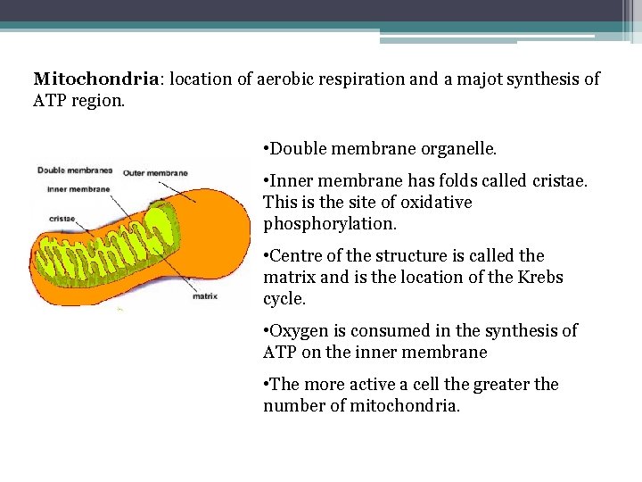 Mitochondria: location of aerobic respiration and a majot synthesis of ATP region. • Double