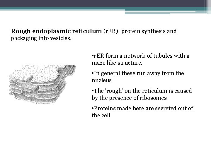 Rough endoplasmic reticulum (r. ER): protein synthesis and packaging into vesicles. • r. ER