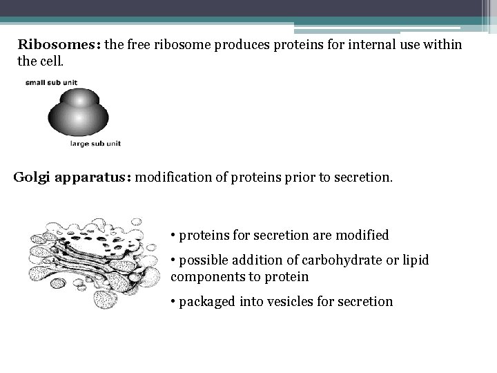 Ribosomes: the free ribosome produces proteins for internal use within the cell. Golgi apparatus: