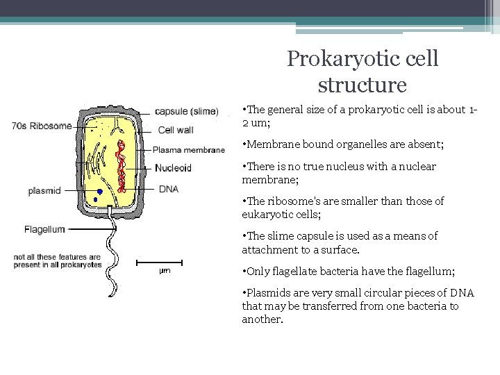Prokaryotic cell structure • The general size of a prokaryotic cell is about 12