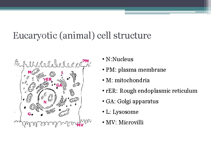 Eucaryotic (animal) cell structure • N: Nucleus • PM: plasma membrane • M: mitochondria