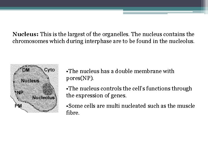 Nucleus: This is the largest of the organelles. The nucleus contains the chromosomes which