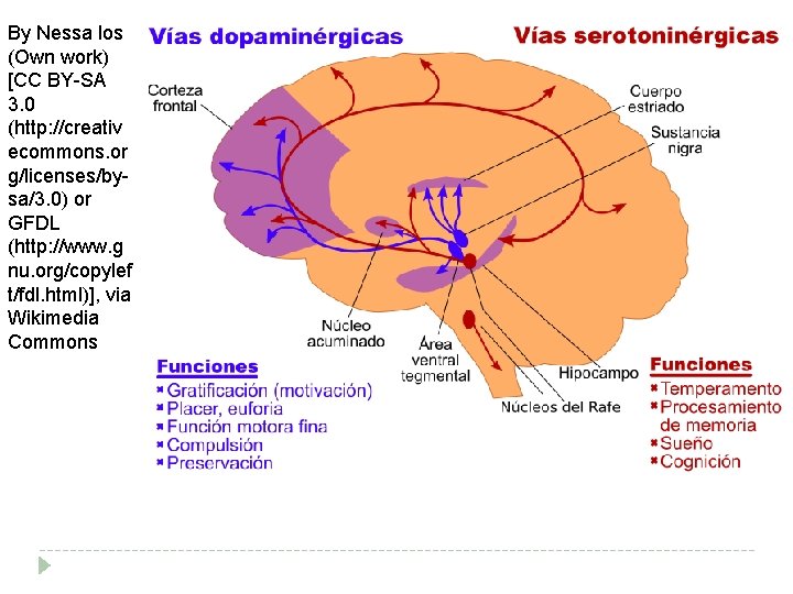 By Nessa los (Own work) [CC BY-SA 3. 0 (http: //creativ ecommons. or g/licenses/bysa/3.