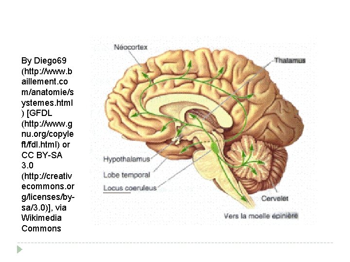 By Diego 69 (http: //www. b aillement. co m/anatomie/s ystemes. html ) [GFDL (http: