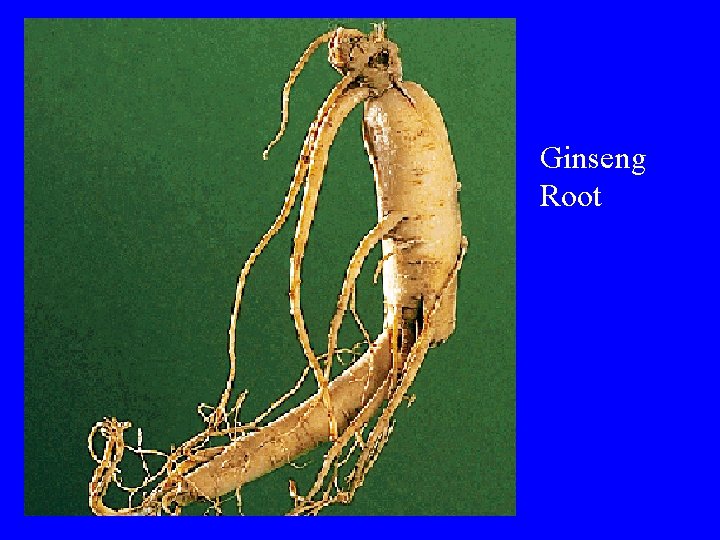 Ginseng Root 