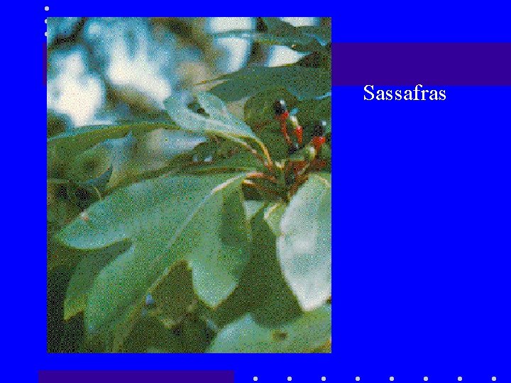 Sassafras 