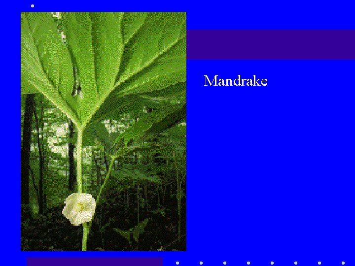 Mandrake 