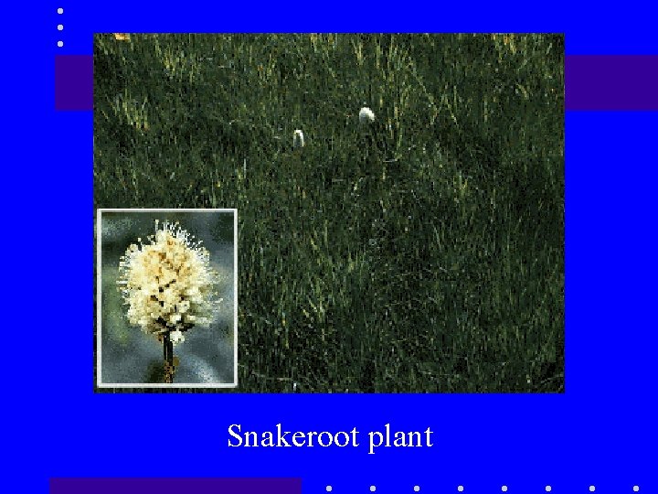 Snakeroot plant 