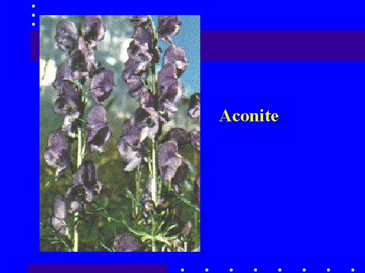 Aconite 