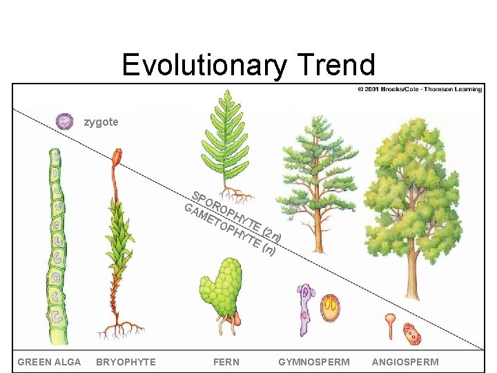 Evolutionary Trend zygote SP GA ORO ME PHY TO T PH E (2 n