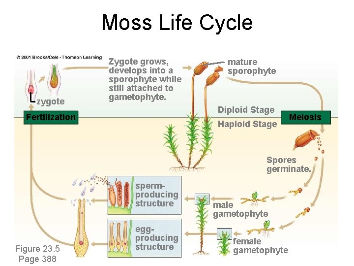 Moss Life Cycle zygote Zygote grows, develops into a sporophyte while still attached to