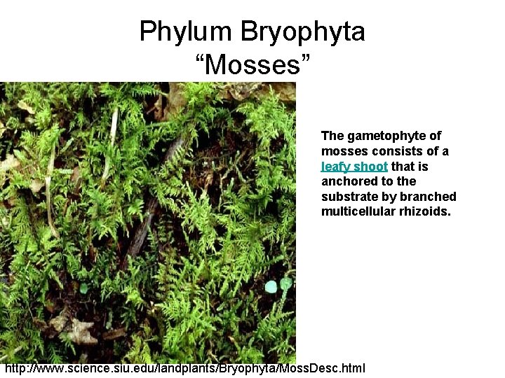 Phylum Bryophyta “Mosses” The gametophyte of mosses consists of a leafy shoot that is