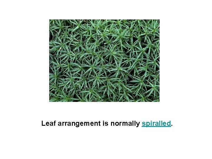 Leaf arrangement is normally spiralled. 