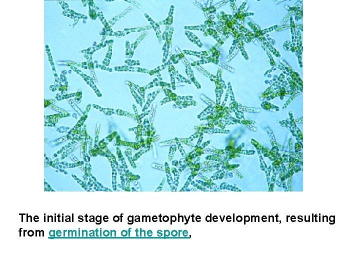 The initial stage of gametophyte development, resulting from germination of the spore, 