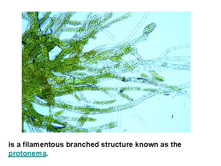 is a filamentous branched structure known as the protonema. 