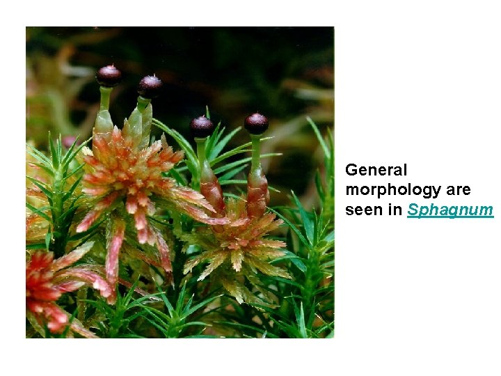 General morphology are seen in Sphagnum 