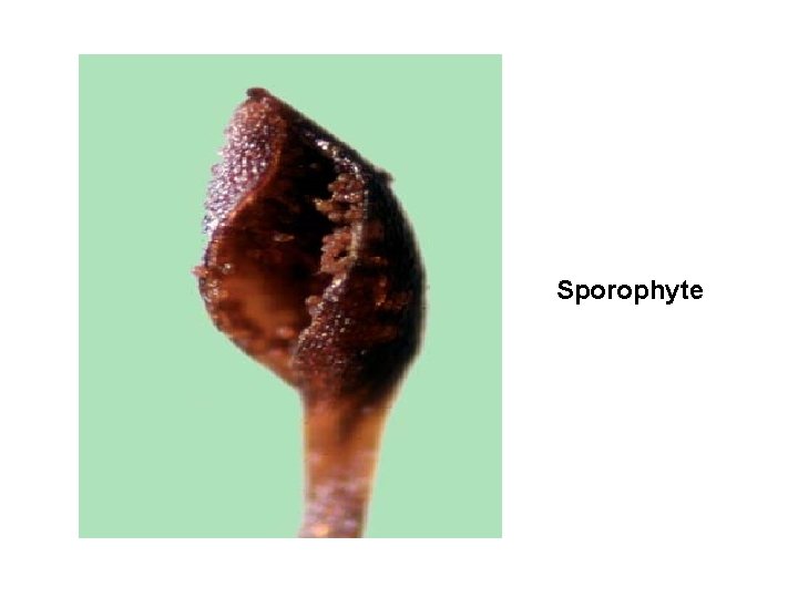 Sporophyte 