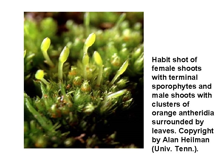 Habit shot of female shoots with terminal sporophytes and male shoots with clusters of