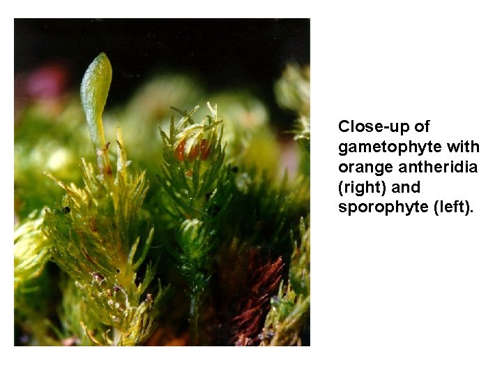 Close-up of gametophyte with orange antheridia (right) and sporophyte (left). 