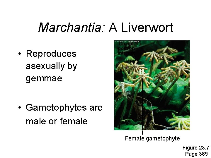 Marchantia: A Liverwort • Reproduces asexually by gemmae Do not post on Internet •