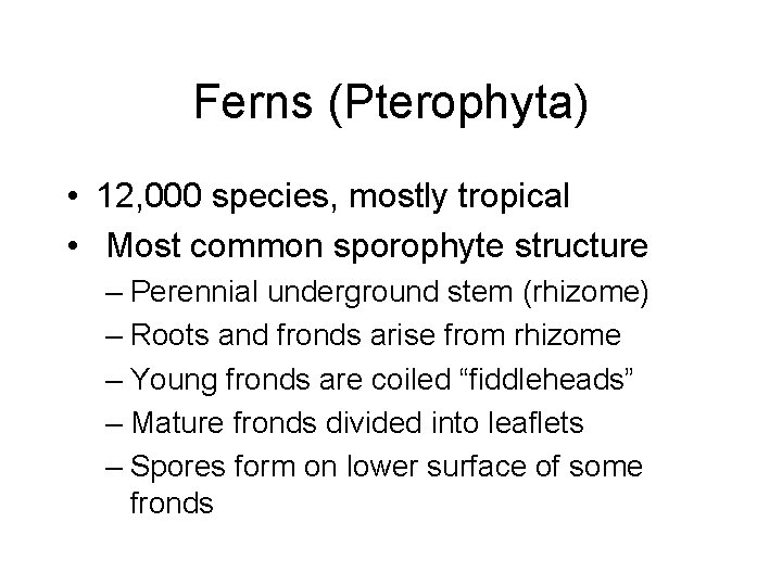 Ferns (Pterophyta) • 12, 000 species, mostly tropical • Most common sporophyte structure –
