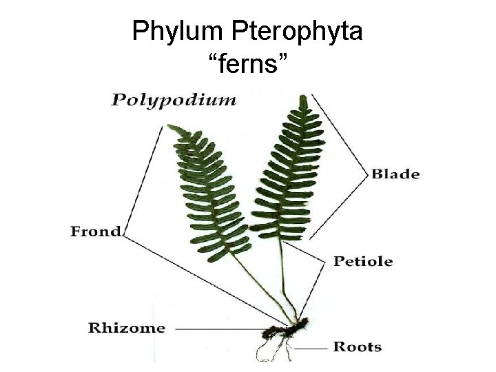 Phylum Pterophyta “ferns” 