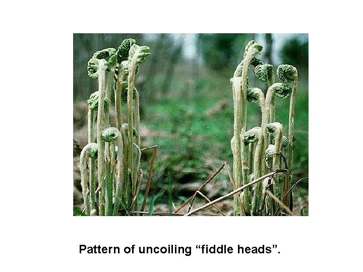 Pattern of uncoiling “fiddle heads”. 