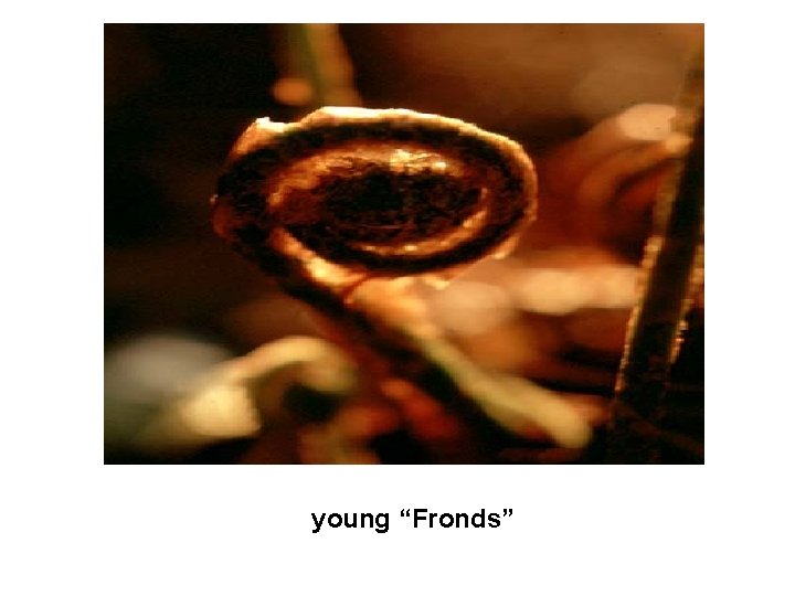 young “Fronds” 