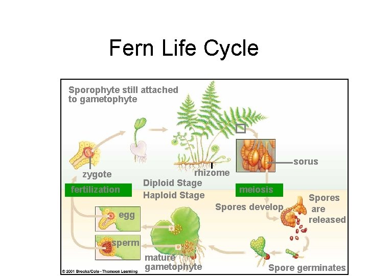 Fern Life Cycle Sporophyte still attached to gametophyte sorus zygote fertilization egg rhizome Diploid