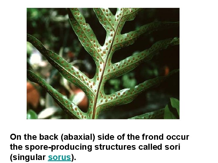 On the back (abaxial) side of the frond occur the spore-producing structures called sori