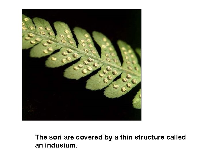 The sori are covered by a thin structure called an indusium. 