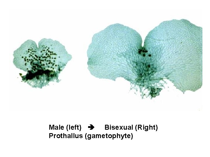 Male (left) Bisexual (Right) Prothallus (gametophyte) 