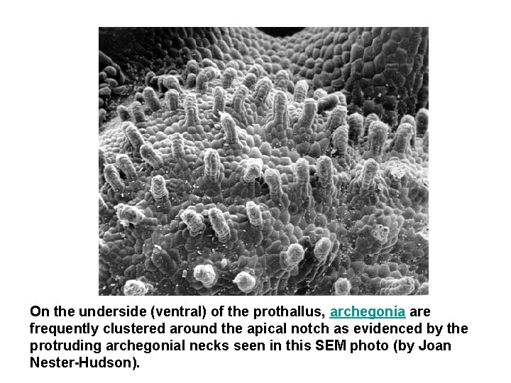On the underside (ventral) of the prothallus, archegonia are frequently clustered around the apical