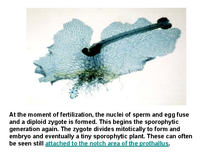 At the moment of fertilization, the nuclei of sperm and egg fuse and a