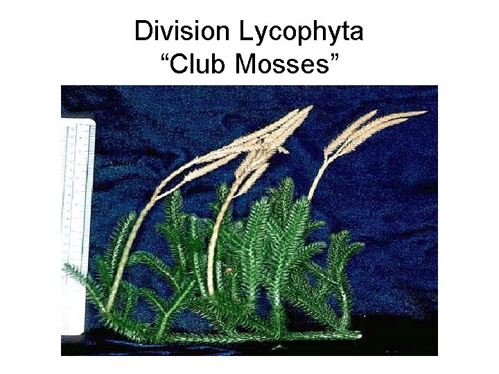 Division Lycophyta “Club Mosses” 